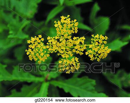 Patrinia scabiosaefolia, Hamback mountain, nature, wild flower, plant, plants, vegetation View Large Photo Image Picture - Patrinia scabiosaefolia, Hamback mountain, nature, wild flower, plant, plants, vegetation. Fotosearch