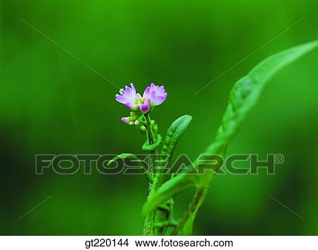 Persicaria perfoliata, nature, wild flower, plant, plants, vegetation, outdoor View Large Photo Image Picture - Persicaria perfoliata, nature, wild flower, plant, plants, vegetation, outdoor. Fotosearch