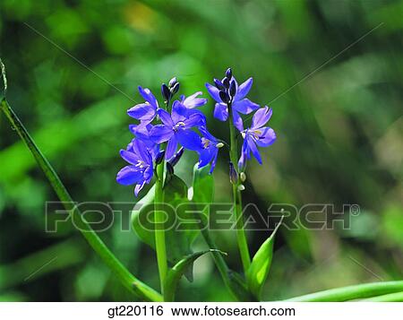 Pontederiaceae, marine life, marine plant, plants, vegetation, Jungyang swamp, marsh View Large Photo Image Stock Photograph - Pontederiaceae, marine life, marine plant, plants, vegetation, Jungyang swamp, marsh. Fotosearch