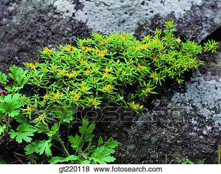 rose moss, Sedum oryzifolium, rock, Chiri mountain, grass, weed, nature View Large Photo Image Stock Photo - rose moss, Sedum oryzifolium, rock, Chiri mountain, grass, weed, nature. Fotosearch