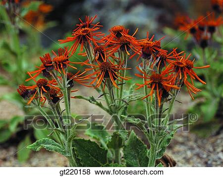 Senecio flammeus Turez, Compositae, Backdoosan, backdoo mountain, backdoosan, nature, wild flower View Large Photo Image Stock Photo - Senecio flammeus Turez, Compositae, Backdoosan, backdoo mountain, backdoosan, nature, wild flower. Fotosearch