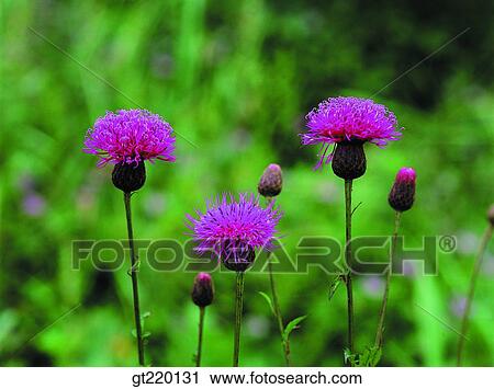 Seratula coronatassp, Hamback mountain, nature, wild flower, plant, plants, vegetation View Large Photo Image Stock Image - Seratula coronatassp, Hamback mountain, nature, wild flower, plant, plants, vegetation. Fotosearch