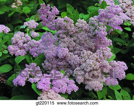 Spiraea cantoniensis, Rosaceae, bridal wreath, palgong mountain, nature, wild flower, plant View Large Photo Image Stock Photography - Spiraea cantoniensis, Rosaceae, bridal wreath, palgong mountain, nature, wild flower, plant. Fotosearch