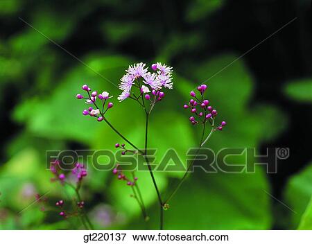 Thalictrum rochebrunianum, palgong mountain, nature, wild flower, plant, plants, vegetation View Large Photo Image Stock Photo - Thalictrum rochebrunianum, palgong mountain, nature, wild flower, plant, plants, vegetation. Fotosearch
