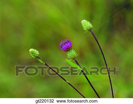 thistle, flower stalk, Juwang mountain, nature, wild flower, plant, plants View Large Photo Image Stock Image - thistle, flower stalk, Juwang mountain, nature, wild flower, plant, plants. Fotosearch