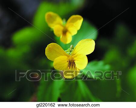 violet, pansy, spring, Taeback mountain, nature, wild flower, plant View Large Photo Image Stock Image - violet, pansy, spring, Taeback mountain, nature, wild flower, plant. Fotosearch