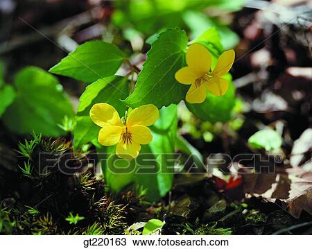 violet, pansy, spring, Taeback mountain, nature, wild flower, plant View Large Photo Image Stock Image - violet, pansy, spring, Taeback mountain, nature, wild flower, plant. Fotosearch