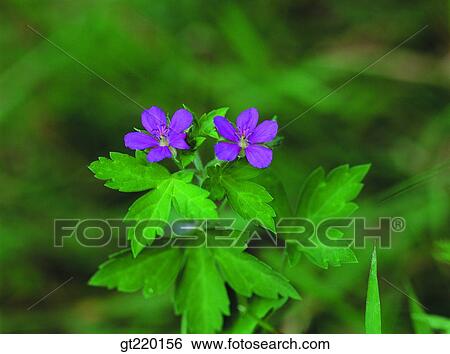 weed, Geranium sibiricum, weed, grass, weed, nature, wild flower View Large Photo Image Stock Photograph - weed, Geranium sibiricum, weed, grass, weed, nature, wild flower. Fotosearch