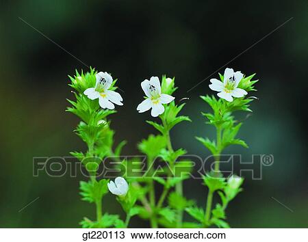 weed, grass, weedflower, palgong mountain, grass, weed, nature View Large Photo Image Stock Image - weed, grass, weedflower, palgong mountain, grass, weed, nature. Fotosearch