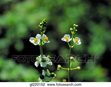 weed, nature, wild flower, plant, plants, vegetation, outdoor View Large Photo Image Stock Image - weed, nature, wild flower, plant, plants, vegetation, outdoor. Fotosearch