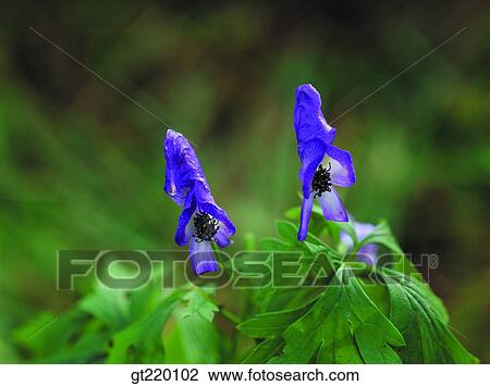 wild flower, Bohyun mountain, nature, violet, purple, plant, Aconitum jaluense View Large Photo Image Stock Image - wild flower, Bohyun mountain, nature, violet, purple, plant, Aconitum jaluense. Fotosearch