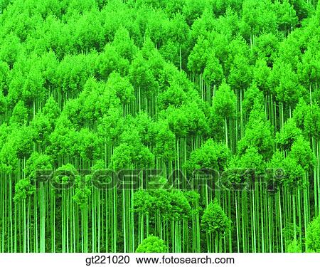 Stock Image - nature, scene, scenery, landscape, luxuriance, exuberance, thick. Fotosearch