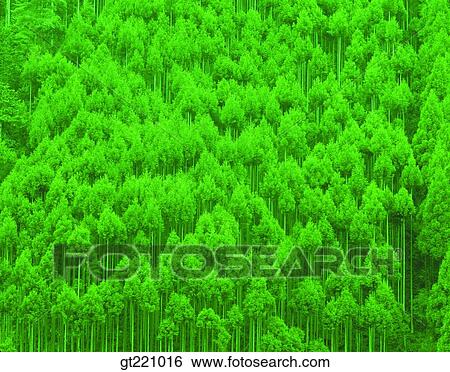 nature, scene, scenery, landscape, luxuriance, exuberance, thick View Large Photo Image Stock Photograph - nature, scene, scenery, landscape, luxuriance, exuberance, thick. Fotosearch