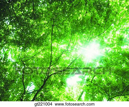 outdoor, exterior, day, daytime, daylight, tree, sunlight View Large Photo Image Picture - outdoor, exterior, day, daytime, daylight, tree, sunlight. Fotosearch