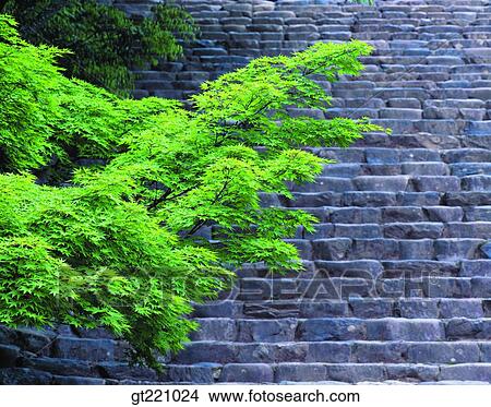 Picture - outdoor, exterior, day, daytime, daylight, tree, stairs. Fotosearch