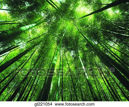 outdoor, exterior, day, daytime, daylight, forest, trees View Large Photo Image Picture - outdoor, exterior, day, daytime, daylight, forest, trees. Fotosearch