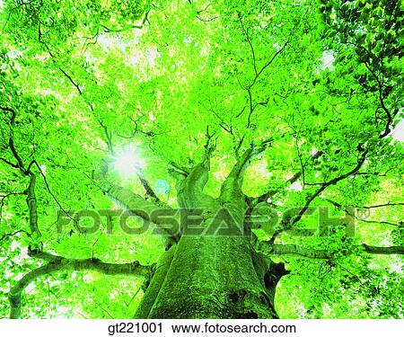 Stock Image - outdoor, exterior, day, daytime, daylight, tree, one. Fotosearch