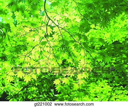 outdoor, exterior, day, daytime, daylight, tree, maple View Large Photo Image Stock Image - outdoor, exterior, day, daytime, daylight, tree, maple. Fotosearch