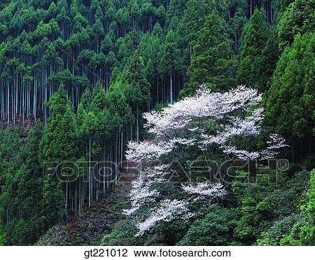 outdoor, exterior, day, daytime, daylight, mountain, tree View Large Photo Image Stock Image - outdoor, exterior, day, daytime, daylight, mountain, tree. Fotosearch