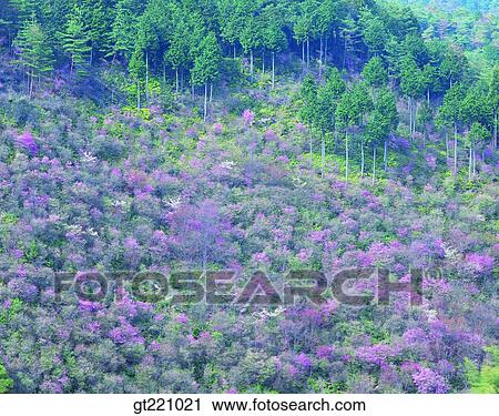 outdoor, exterior, day, daytime, daylight, tree, forest View Large Photo Image Stock Image - outdoor, exterior, day, daytime, daylight, tree, forest. Fotosearch
