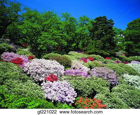 outdoor, exterior, day, daytime, daylight, tree, nature View Large Photo Image Stock Image - outdoor, exterior, day, daytime, daylight, tree, nature. Fotosearch