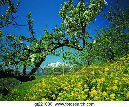 outdoor, exterior, day, daytime, daylight, flower, tree View Large Photo Image Stock Image - outdoor, exterior, day, daytime, daylight, flower, tree. Fotosearch