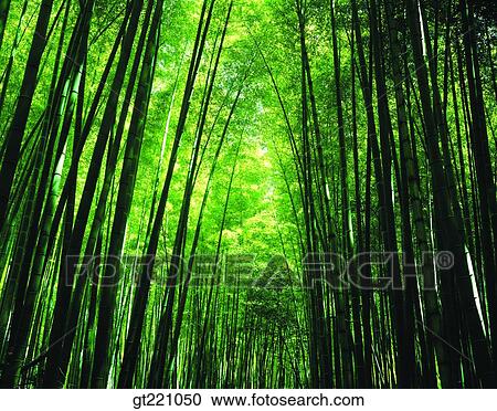 Stock Image - outdoor, exterior, day, daytime, daylight, forest, trees. Fotosearch
