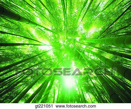 outdoor, exterior, day, daytime, daylight, forest, trees View Large Photo Image Stock Image - outdoor, exterior, day, daytime, daylight, forest, trees. Fotosearch