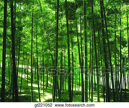 outdoor, exterior, day, daytime, daylight, forest, trees View Large Photo Image Stock Image - outdoor, exterior, day, daytime, daylight, forest, trees. Fotosearch