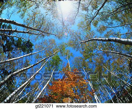 outdoor, exterior, day, daytime, daylight, tree, forest View Large Photo Image Stock Image - outdoor, exterior, day, daytime, daylight, tree, forest. Fotosearch