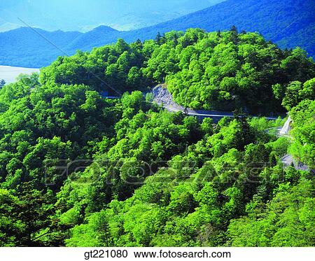 outdoor, exterior, day, daytime, daylight, tree, forest View Large Photo Image Stock Image - outdoor, exterior, day, daytime, daylight, tree, forest. Fotosearch
