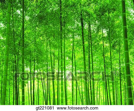 Stock Image - outdoor, exterior, day, daytime, daylight, tree, forest. Fotosearch