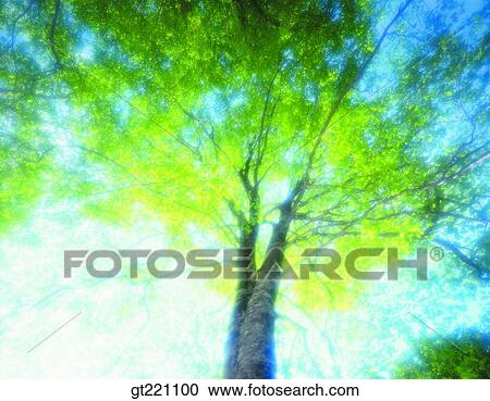 Stock Image - outdoor, exterior, day, daytime, daylight, tree, one. Fotosearch