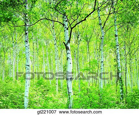 outdoor, exterior, day, daytime, daylight, tree, many View Large Photo Image Stock Photo - outdoor, exterior, day, daytime, daylight, tree, many. Fotosearch