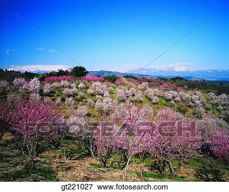 outdoor, exterior, day, daytime, daylight, flower, nature View Large Photo Image Stock Photo - outdoor, exterior, day, daytime, daylight, flower, nature. Fotosearch