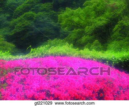 outdoor, exterior, day, daytime, daylight, flower, tree View Large Photo Image Stock Photo - outdoor, exterior, day, daytime, daylight, flower, tree. Fotosearch