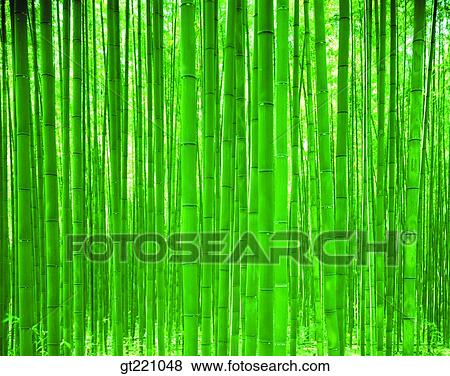outdoor, exterior, day, daytime, daylight, forest, trees View Large Photo Image Stock Photo - outdoor, exterior, day, daytime, daylight, forest, trees. Fotosearch
