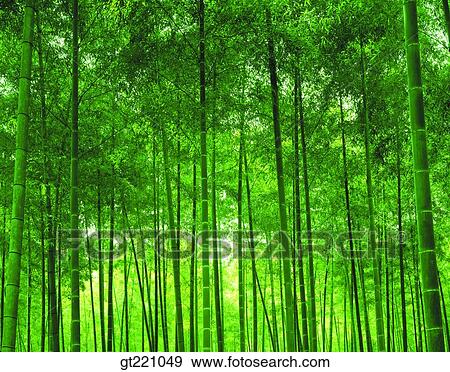 outdoor, exterior, day, daytime, daylight, forest, trees View Large Photo Image Stock Photo - outdoor, exterior, day, daytime, daylight, forest, trees. Fotosearch