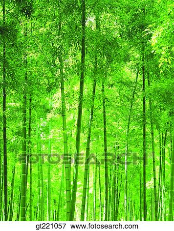 outdoor, exterior, day, daytime, daylight, forest, trees View Large Photo Image Stock Photo - outdoor, exterior, day, daytime, daylight, forest, trees. Fotosearch