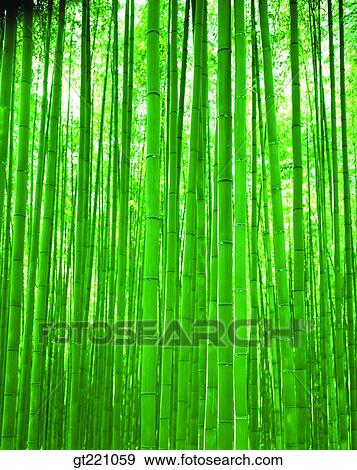 outdoor, exterior, day, daytime, daylight, forest, trees View Large Photo Image Stock Photo - outdoor, exterior, day, daytime, daylight, forest, trees. Fotosearch
