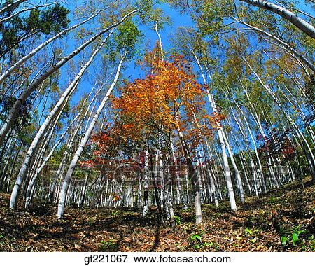 Stock Photo - outdoor, exterior, day, daytime, daylight, tree, forest. Fotosearch
