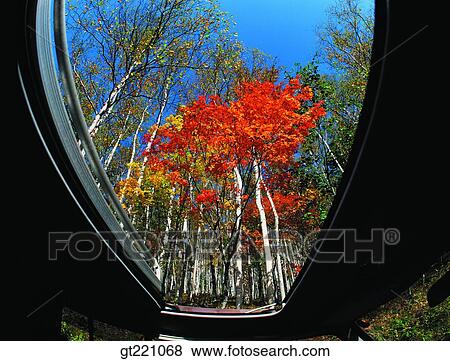 Stock Photo - outdoor, exterior, day, daytime, daylight, tree, forest. Fotosearch
