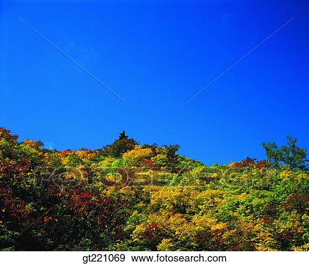 outdoor, exterior, day, daytime, daylight, tree, forest View Large Photo Image Stock Photo - outdoor, exterior, day, daytime, daylight, tree, forest. Fotosearch