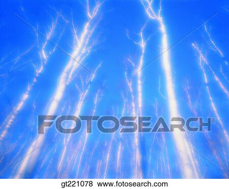 Stock Photo - outdoor, exterior, day, daytime, daylight, tree, low angle. Fotosearch