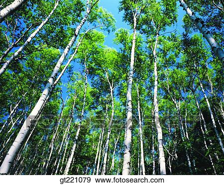 Stock Photo - outdoor, exterior, day, daytime, daylight, tree, low angle. Fotosearch