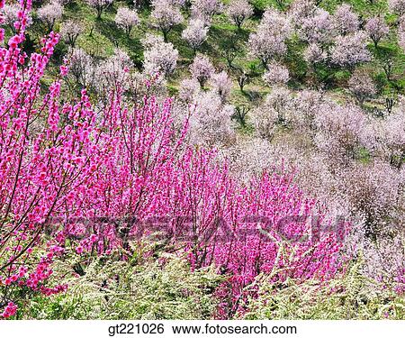 outdoor, exterior, day, daytime, daylight, flower, nature View Large Photo Image Stock Photograph - outdoor, exterior, day, daytime, daylight, flower, nature. Fotosearch
