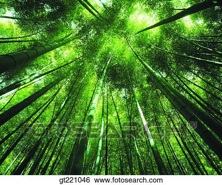 Stock Photograph - outdoor, exterior, day, daytime, daylight, forest, trees. Fotosearch