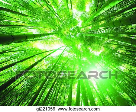 outdoor, exterior, day, daytime, daylight, forest, trees View Large Photo Image Stock Photograph - outdoor, exterior, day, daytime, daylight, forest, trees. Fotosearch