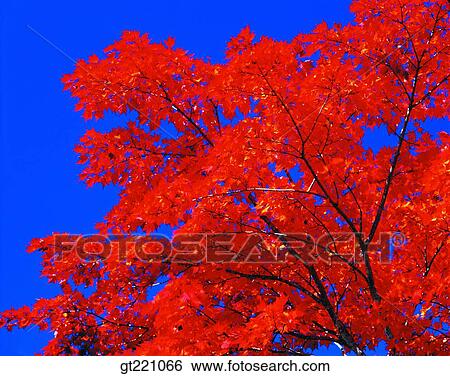 outdoor, exterior, day, daytime, daylight, maple, fallen leaves View Large Photo Image Stock Photograph - outdoor, exterior, day, daytime, daylight, maple, fallen leaves. Fotosearch
