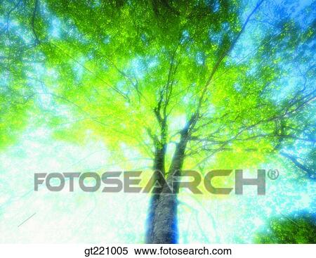 outdoor, exterior, day, daytime, daylight, tree, sunlight View Large Photo Image Stock Photography - outdoor, exterior, day, daytime, daylight, tree, sunlight. Fotosearch